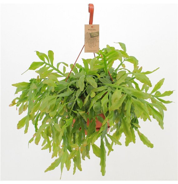 Rhipsalis Crispata ‘Cristel’ 50cm 21cm Q3879