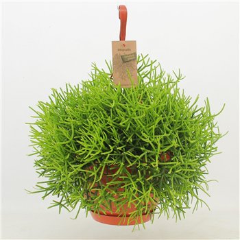 Rhipsalis heteroclada Heteroclada ‘Clara’ 40cm 21cm Q3882