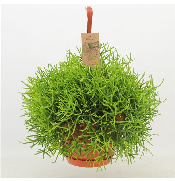 Rhipsalis heteroclada Heteroclada ‘Clara’ 40cm 21cm Q3882