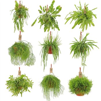 Rhipsalis mix hanging 21 mixed 3 kinds 40cm 21cm Q3888