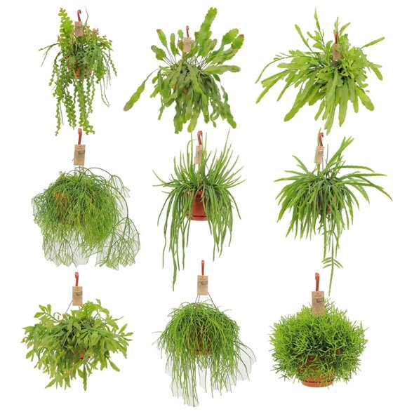 Rhipsalis mix hanging 21 mixed 3 kinds 40cm 21cm Q3888