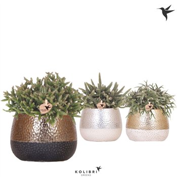 Rhipsalis mix Kolibri Greens in Elite pot mix1 pp 24cm 12cm Q3890