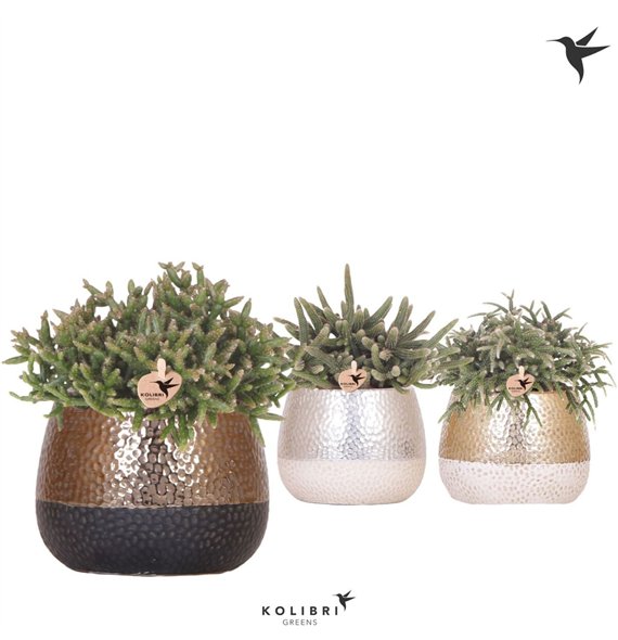 Rhipsalis mix Kolibri Greens in Elite pot mix1 pp 24cm 12cm Q3890