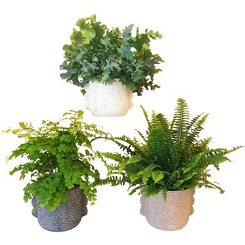 Varens mix Varen in pot Ears35 cm diameter 35cm 12cm Q4013