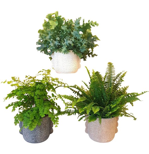 Varens mix Varen in pot Ears35 cm diameter 35cm 12cm Q4013