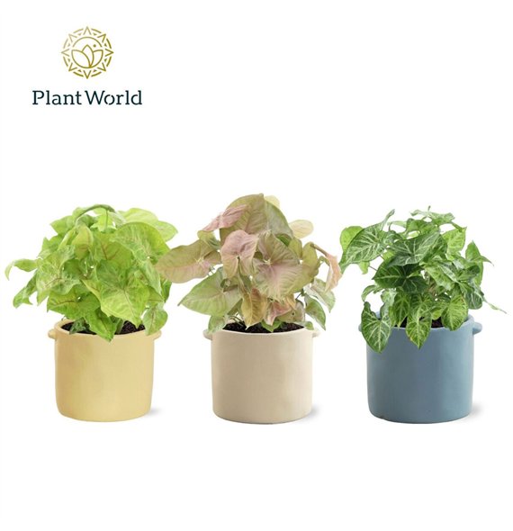 Syngonium mix 14 cm in pot Charlotte other pp 30cm 14cm Q4122