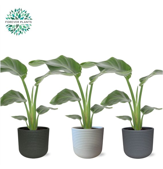 Strelicija nicolai Nicolai p14 in VIVIAN ceramic without flower fl  1 pp 40cm 14cm Q4731