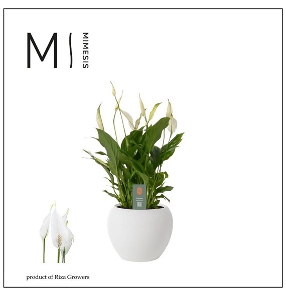 Spatifil bellini Bellini - 13cm in Bolpot | Mimesis8 fl 40cm 13cm Q4750