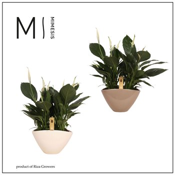 Spatifil pico cupido 5+ - In Eileen ceramic 55cm 21cm Q4795