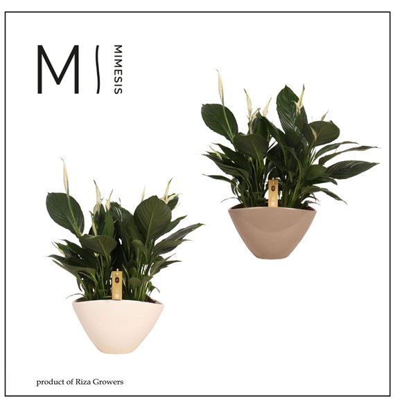 Spatifil pico cupido 5+ - In Eileen ceramic 55cm 21cm Q4795