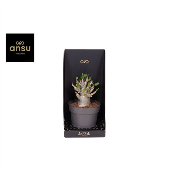 Adenium ansu baobab (niet bloeiend) Baobab - Collection 25cm 12cm Q59