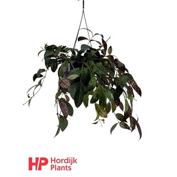 Aeschynanthus marmoratus 50cm 15cm Q75