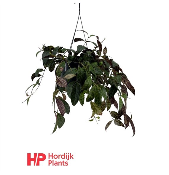 Aeschynanthus marmoratus 50cm 15cm Q75