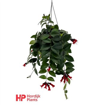 Aeschynanthus mona lisa 35cm 15cm Q86