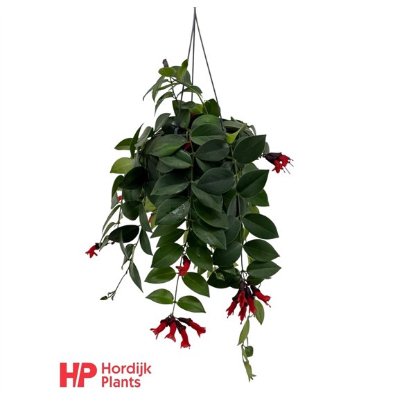 Aeschynanthus mona lisa 35cm 15cm Q86