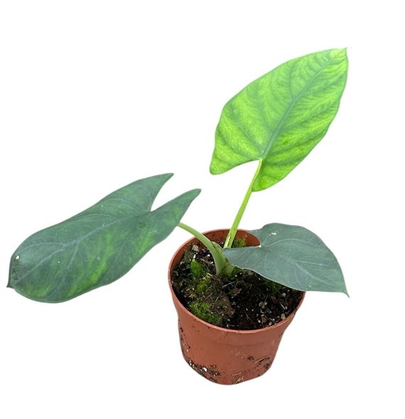 Alokazija Scabriuscula 1 pp 15cm 10.5cm Q199