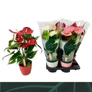 Anthurium andr  mix 4 colours ceramic 14cm 5 fl 52cm 14cm Q306