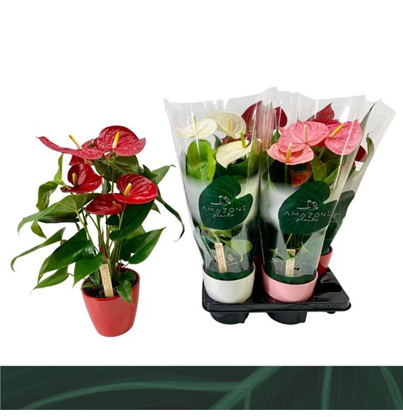 Anthurium andr  mix 4 colours ceramic 14cm 5 fl 52cm 14cm Q306