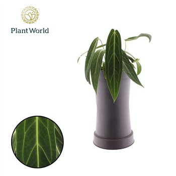 Anthurium Warocqueanum overige fl 50cm 19cm Q315