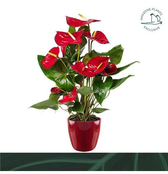 Anthurium andr  nevada rood ceramic 14cm5 fl 52cm 14cm Q349