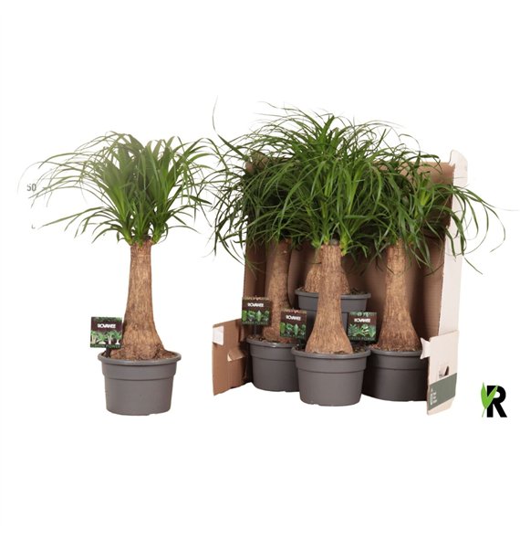 Nolina Beaucarnea recurvata rec  rechte stem in fust 352 1 stems plnt pp 60cm 19cm Q555