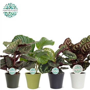 Kalateja mix mixed p14 in COCO ceramic 45cm 14cm Q933