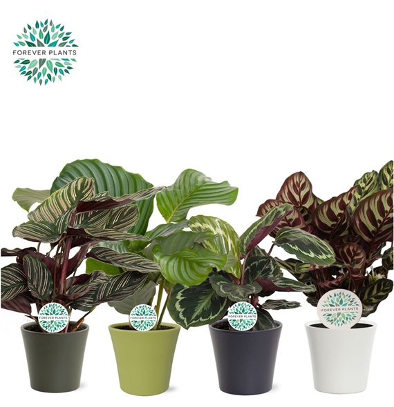 Kalateja mix mixed p14 in COCO ceramic 45cm 14cm Q933