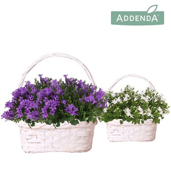 Campanula port  ambella intens purple Addenda Ambella mix in Duomand twins 2 pp 37 cm diameter 25cm 24cm Q990