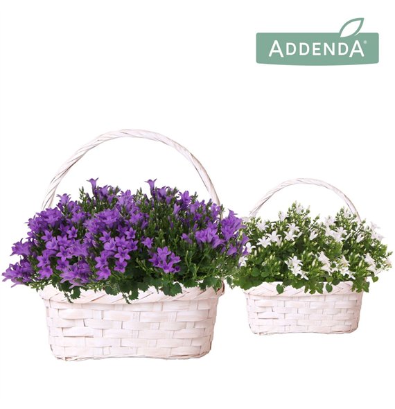 Campanula port  ambella intens purple Addenda Ambella mix in Duomand twins 2 pp 37 cm diameter 25cm 24cm Q990