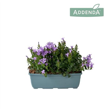 Campanula port  ambella lavender Ambella Lavender Bloembak 27 cm 1 pp 750 fl 22cm 27cm Q994