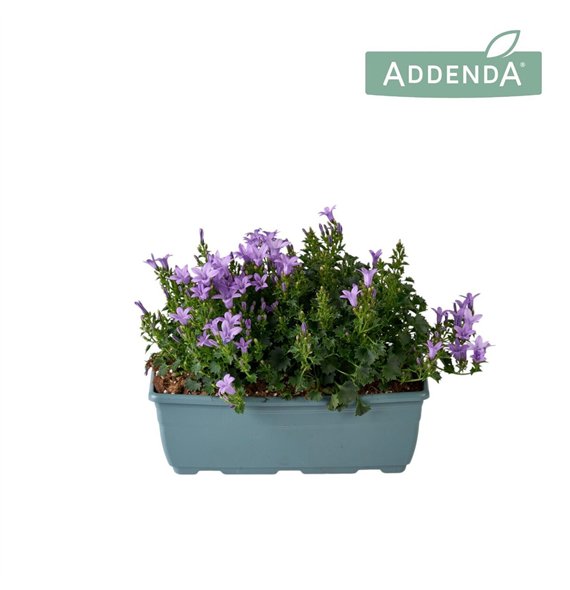 Campanula port  ambella lavender Ambella Lavender Bloembak 27 cm 1 pp 750 fl 22cm 27cm Q994