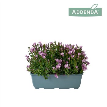 Campanula port  ambella lavender Ambella Pink Bloembak 27 cm 1 pp 750 fl 22cm 27cm Q995