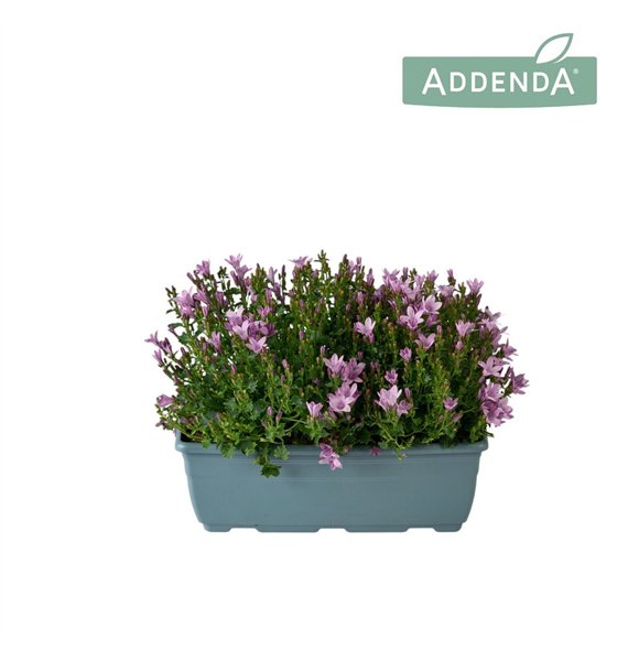 Campanula port  ambella lavender Ambella Pink Bloembak 27 cm 1 pp 750 fl 22cm 27cm Q995