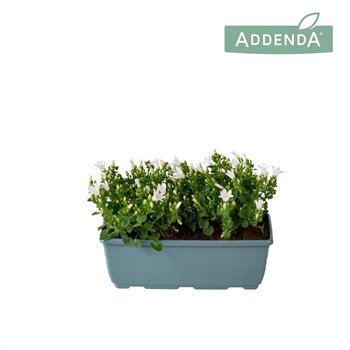 Campanula port  ambella white Ambella Pure White Bloembak 27 cm 2 pp 750 fl 22cm 27cm Q996