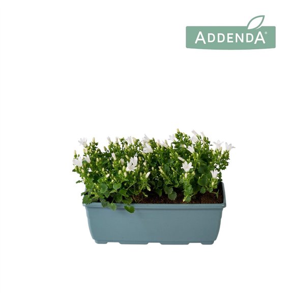 Campanula port  ambella white Ambella Pure White Bloembak 27 cm 2 pp 750 fl 22cm 27cm Q996