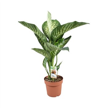 Dieffenbachia sequine tropic snow Tropic Snow1 pp 90cm 21cm Q1313
