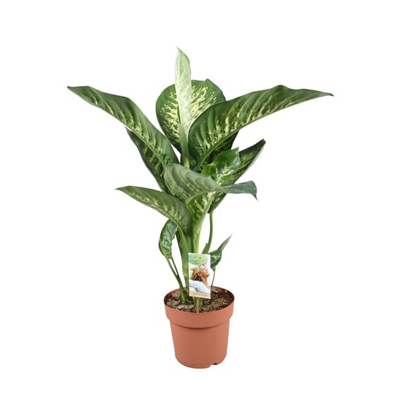 Dieffenbachia sequine tropic snow Tropic Snow1 pp 90cm 21cm Q1313