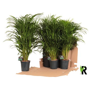 Palma Dypsis lutescens in fust 352 1 pp 90cm 19cm Q1627