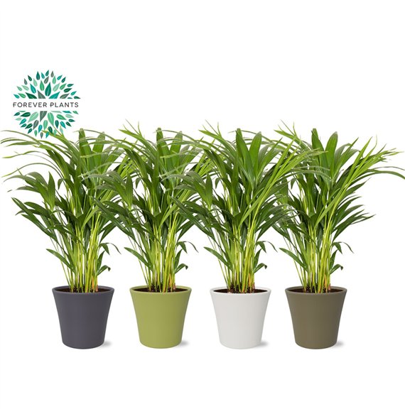 Palma Dypsis lutescens Areca p14 in COCO ceramic 15 pp 50cm 14cm Q1634