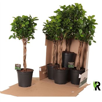 Fikus microcarpa moclame micr  Moclame braided stem in fust 352 4 pp 90cm 21cm Q1767