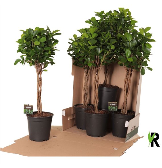 Fikus microcarpa moclame micr  Moclame braided stem in fust 352 4 pp 90cm 21cm Q1767
