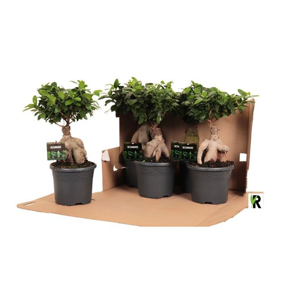 Fikus microcarpa ginseng micr  Ginseng in kunststof pot fust 348 1 pp 45cm 19cm Q1774