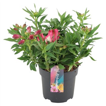 Inticancha Romance Alstroemeria p17 35cm 17cm Q1847