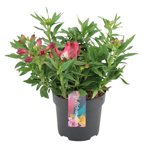 Inticancha Romance Alstroemeria p17 35cm 17cm Q1847