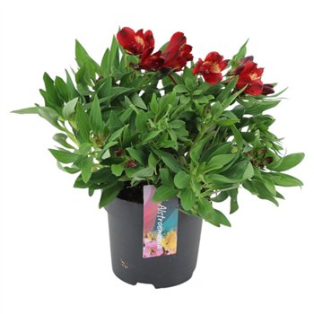 Alstroemeria Inticancha Doba p17 35cm 17cm Q1921