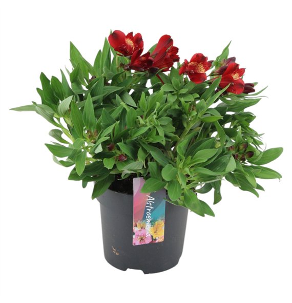 Alstroemeria Inticancha Doba p17 35cm 17cm Q1921