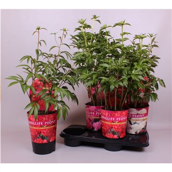 Paeonia mix 21CM C4 Mix Longlife Exclusive 80cm 21cm Q2002