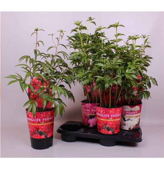 Paeonia mix 21CM C4 Mix Longlife Exclusive 80cm 21cm Q2002