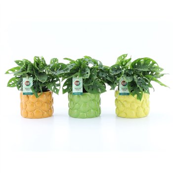 Monstera adansonii Adansonii in La Dolce Frutta 1 pp 25cm 15cm Q2546