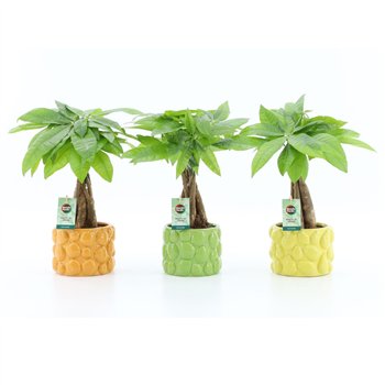Pachira aquatica Aquatica braided stem in Dolce Frutta 5 pp 50cm 15cm Q2682